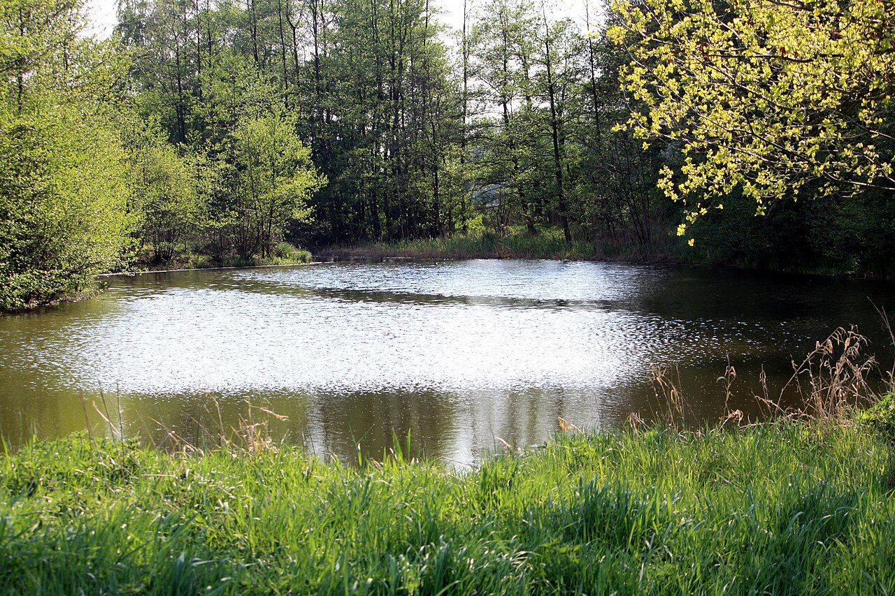 Graureiherkolonie bei Harsewinkel