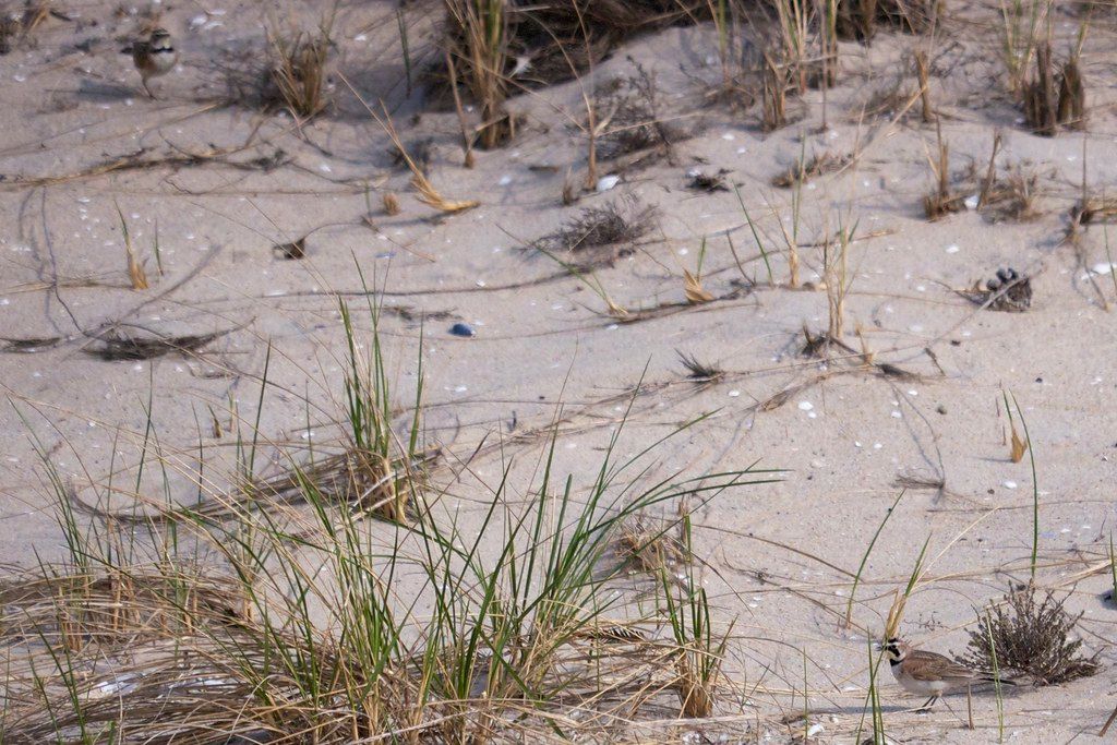 Plage US-NE