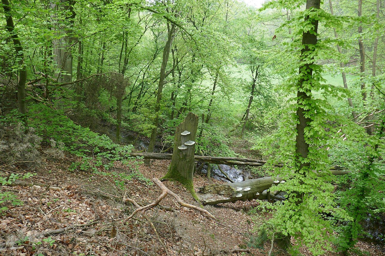 Sprungbach Oberlauf