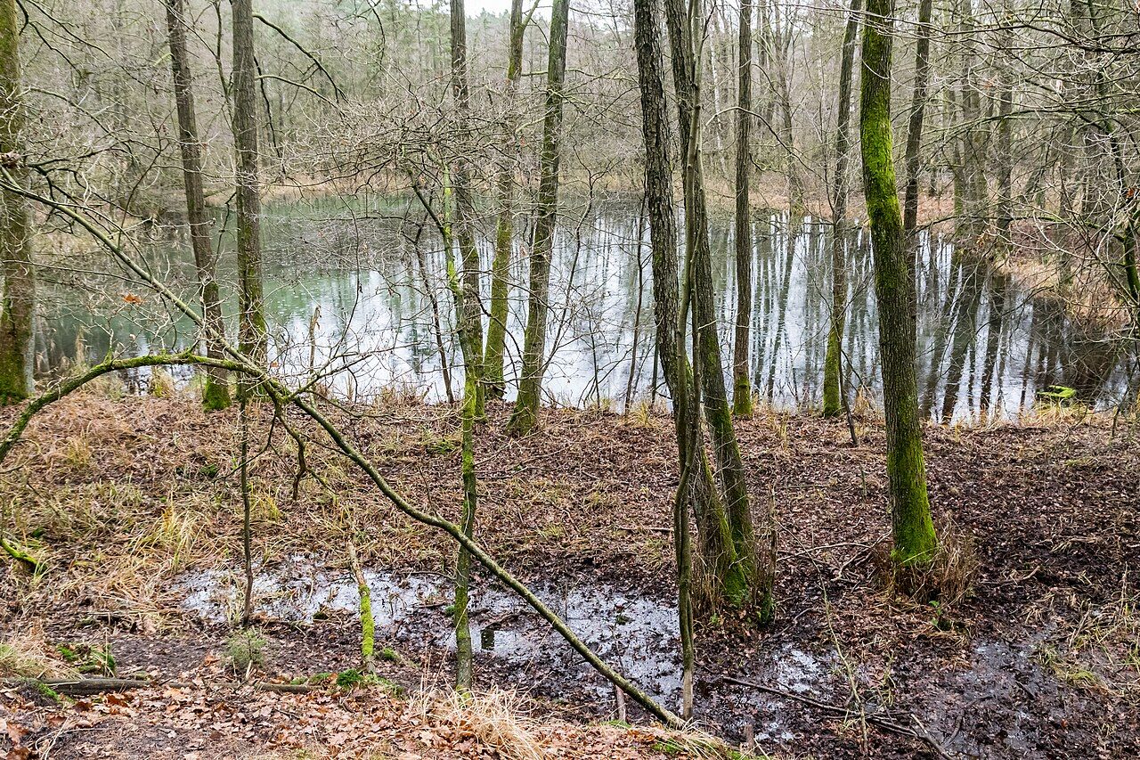 Schlänger Moor