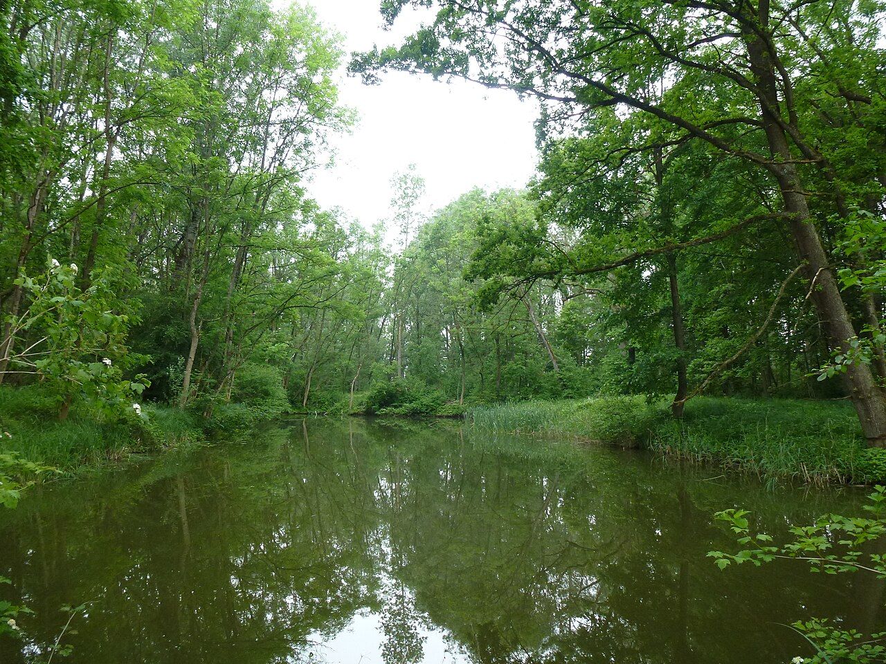 Naturwaldreservat Neugeschüttwörth