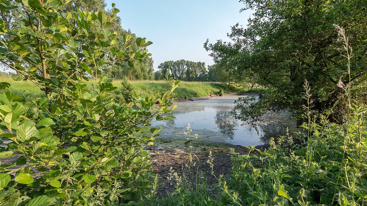 Quellteiche bei Linnich
