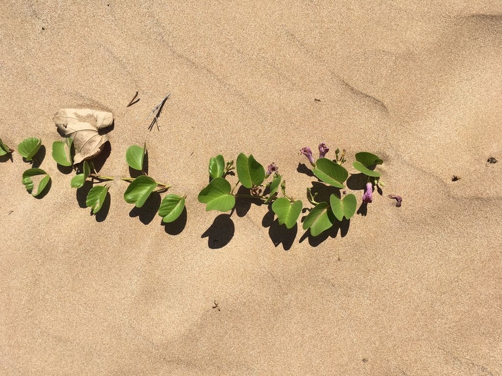 Keawakapu Beach South