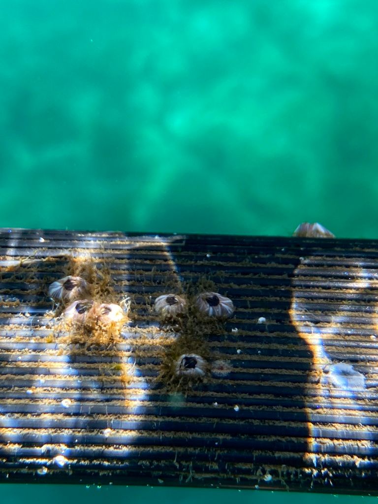 Plage IT-C