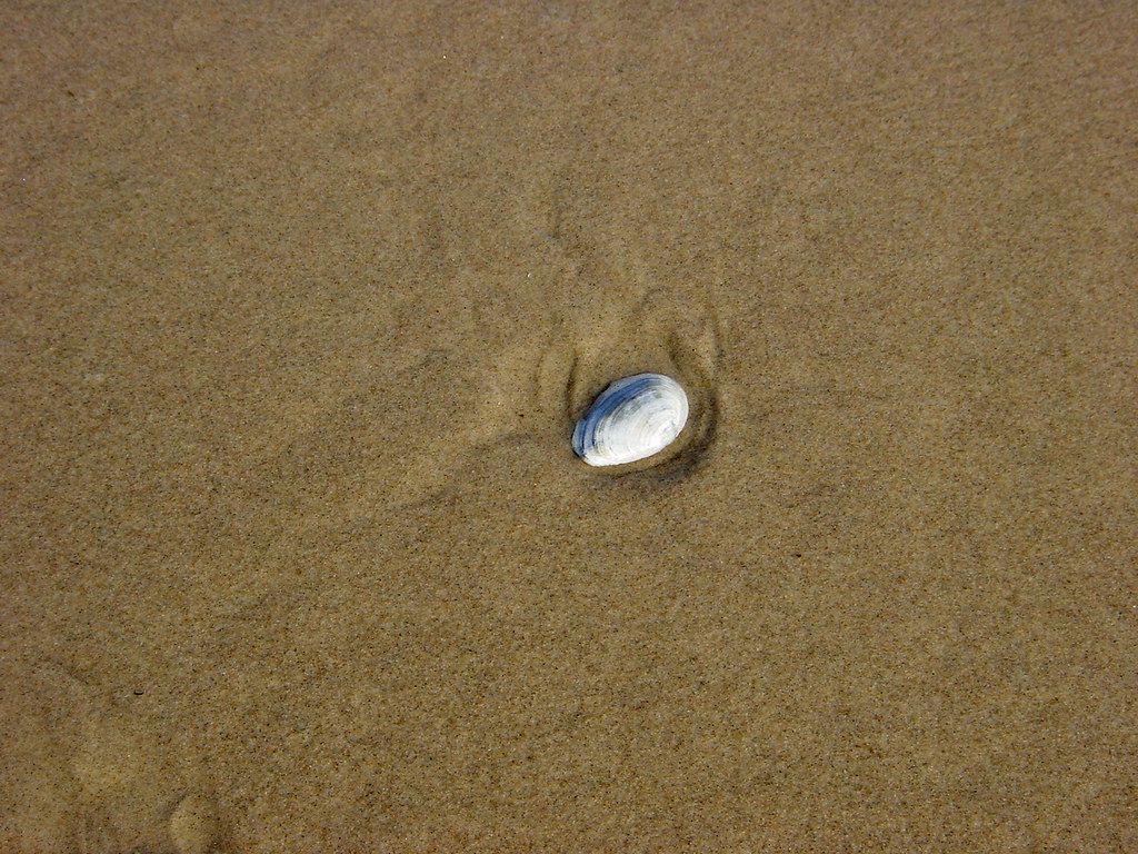 Aktivstrand
