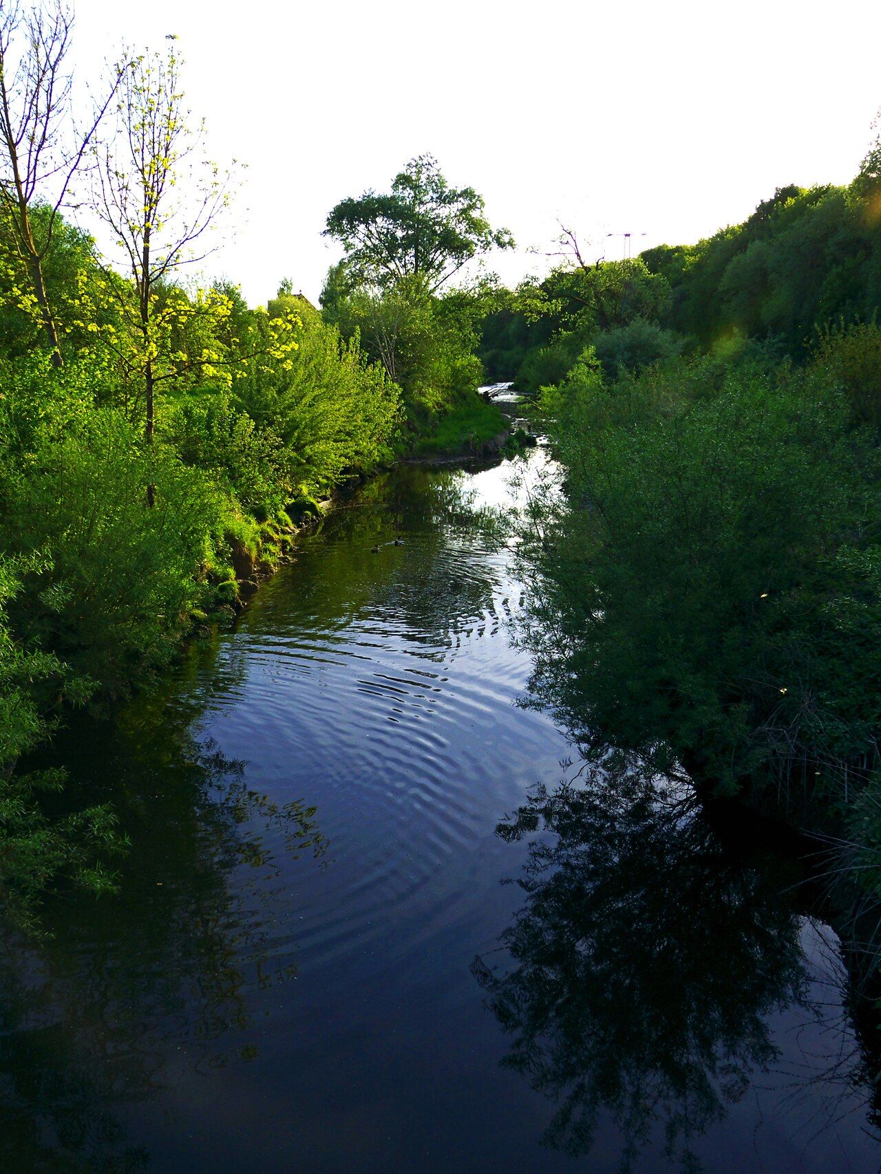 Zielfinger Vogelsee
