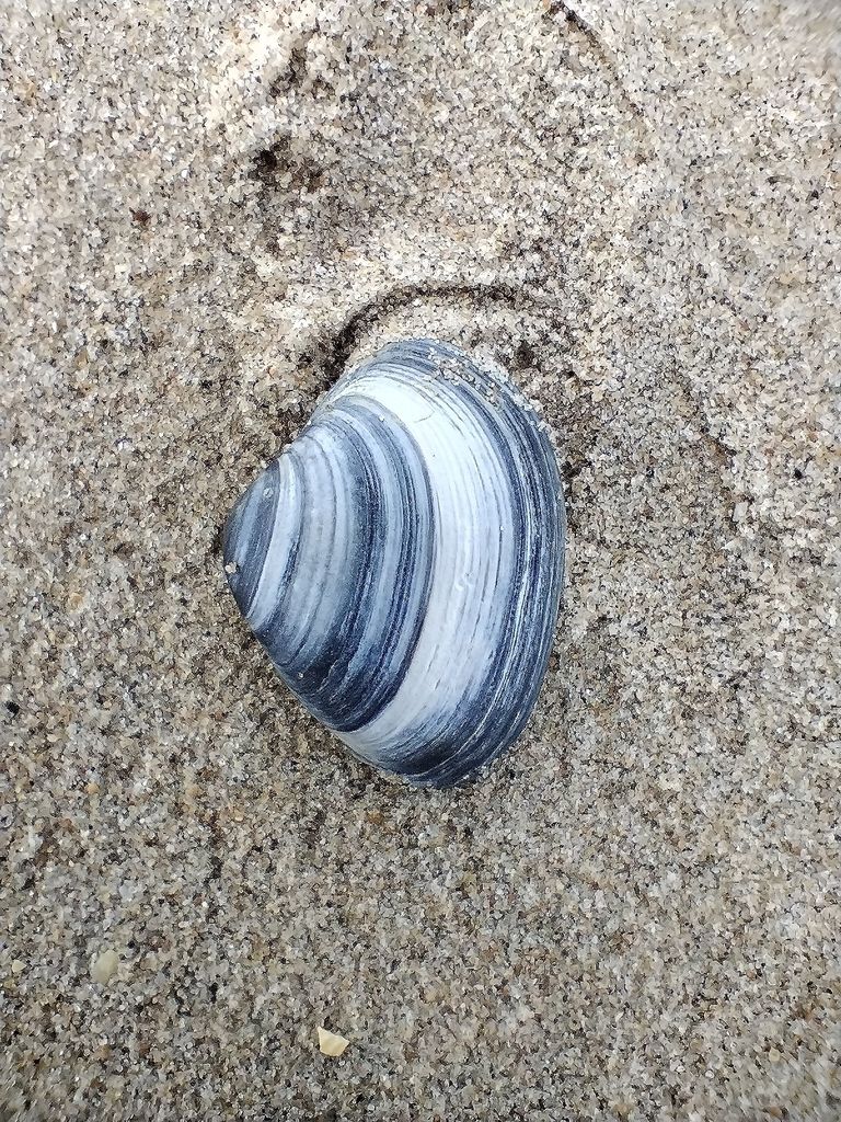 Plage BE