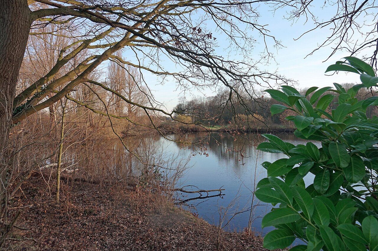 Der breite Eschel