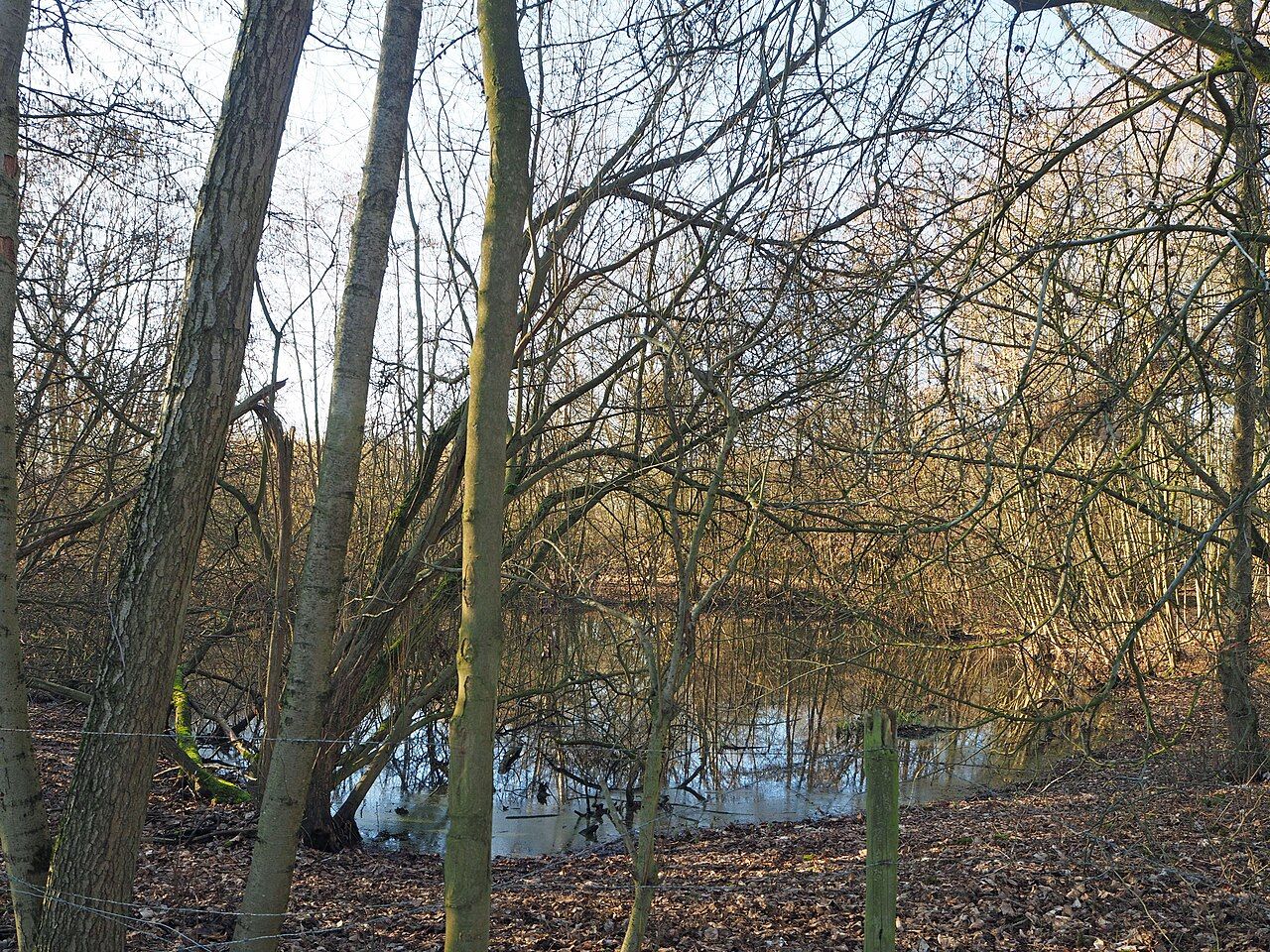 Neersener Bruch