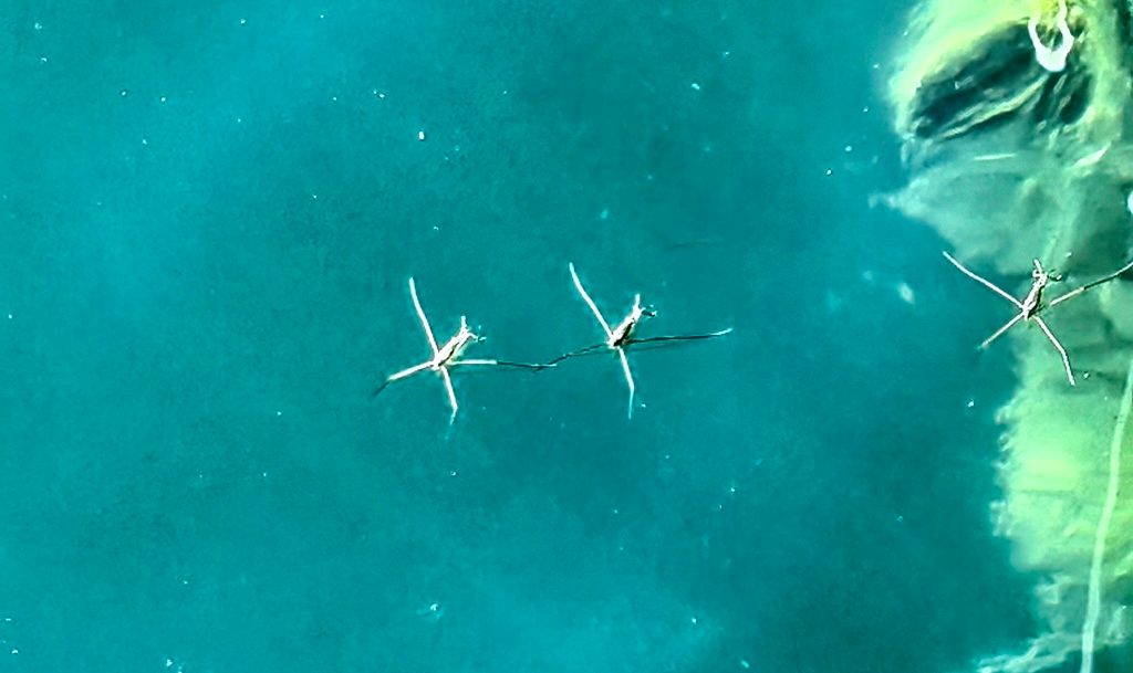 Dive centre AT