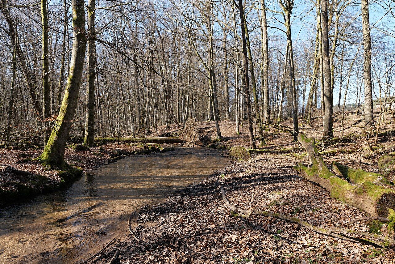 Waldweiher bei Bad Soden-Salmünster