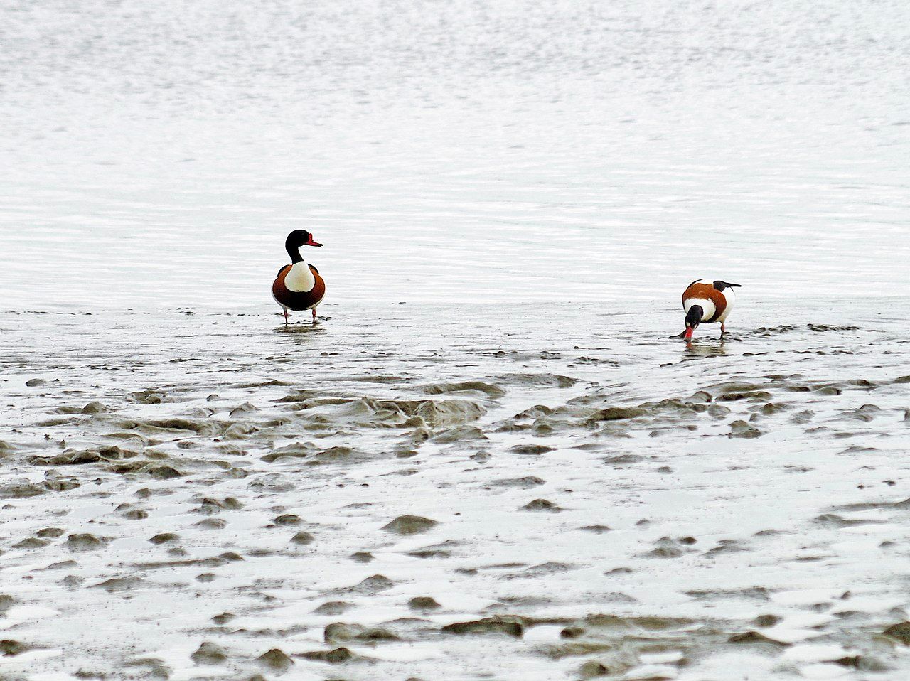 Naturschutzgebiet Grüne Insel mit Eiderwatt