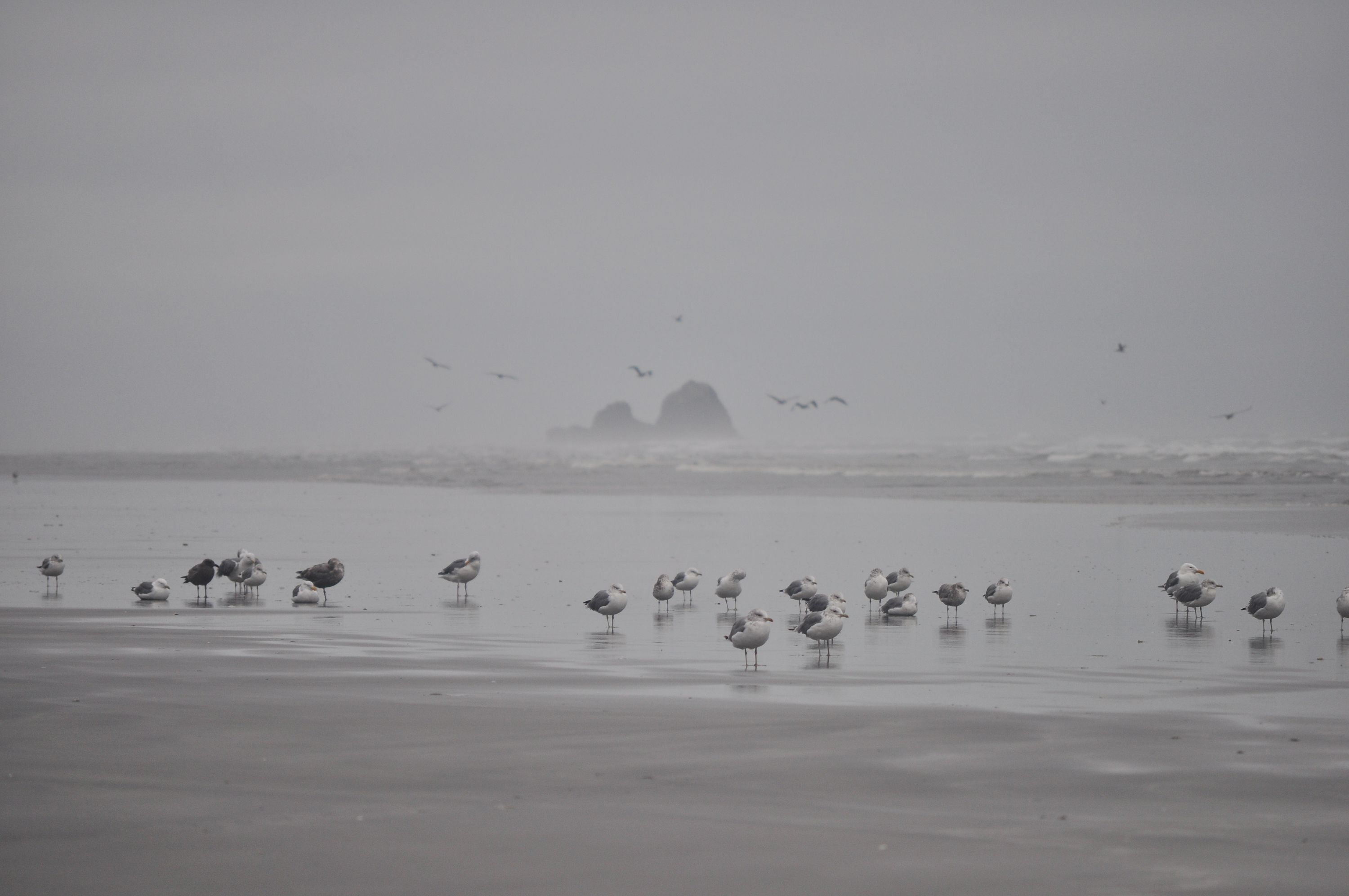 Roosevelt Beach
