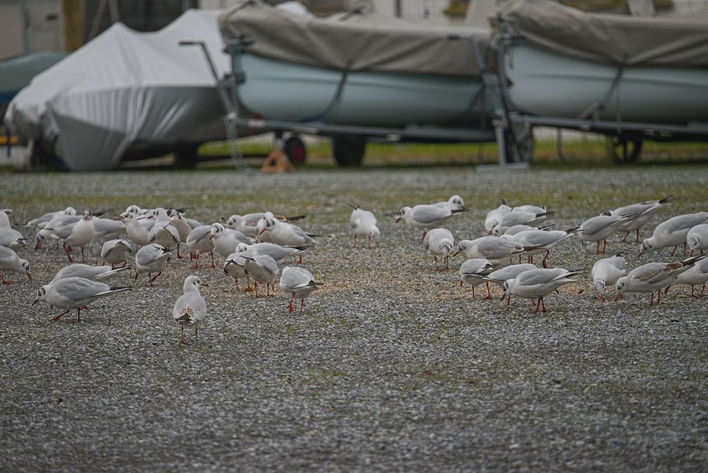 Seebad Pfäffikon SZ
