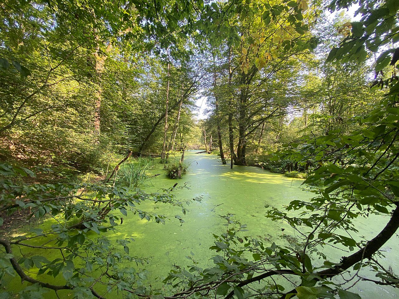 Aggeraue zwischen Lohmar und Siegburg