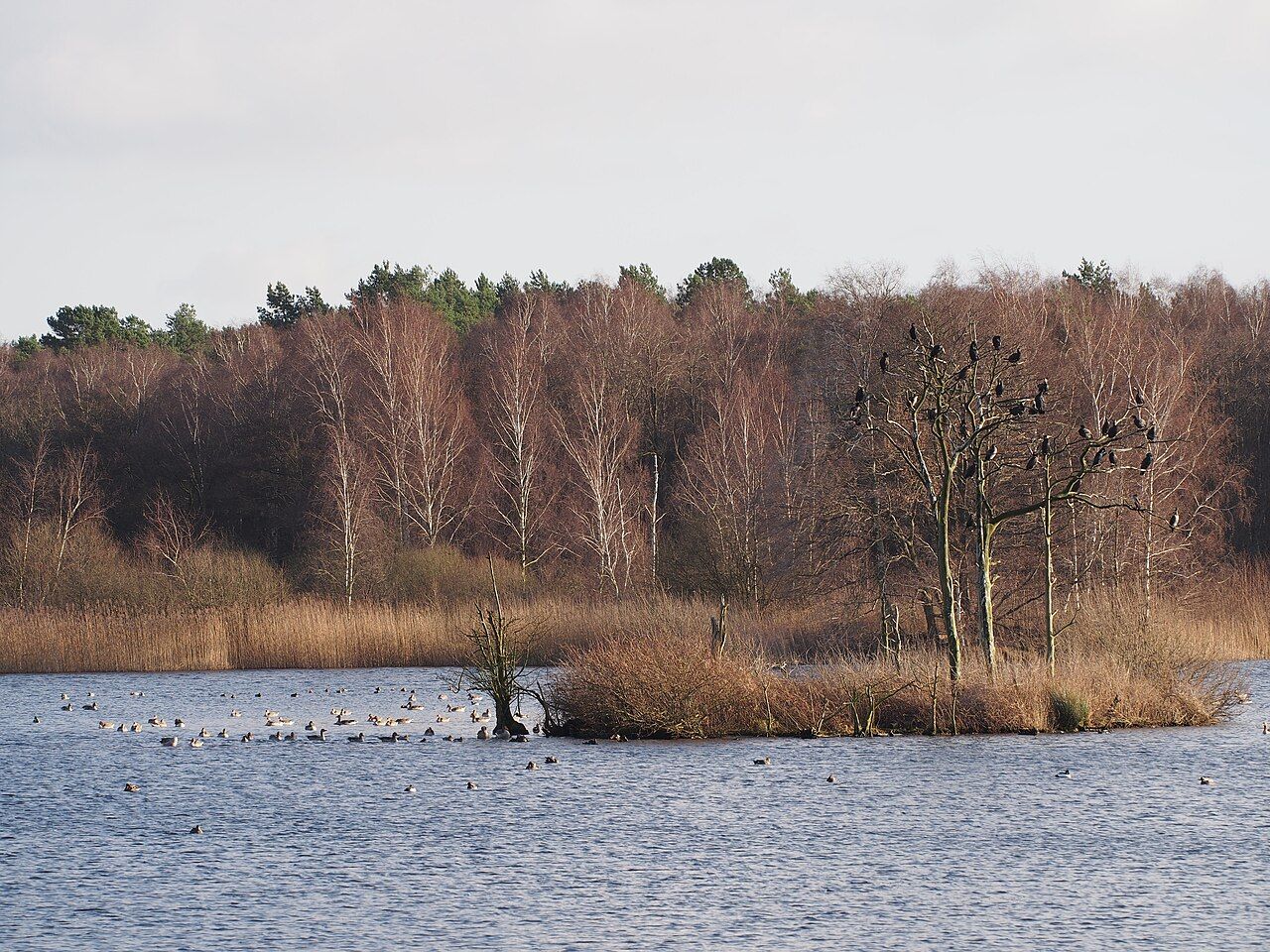 Meißendorfer Teiche/Bannetzer Moor