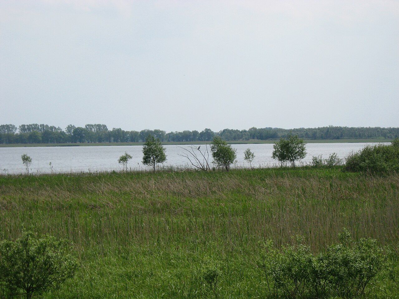 Gülper See