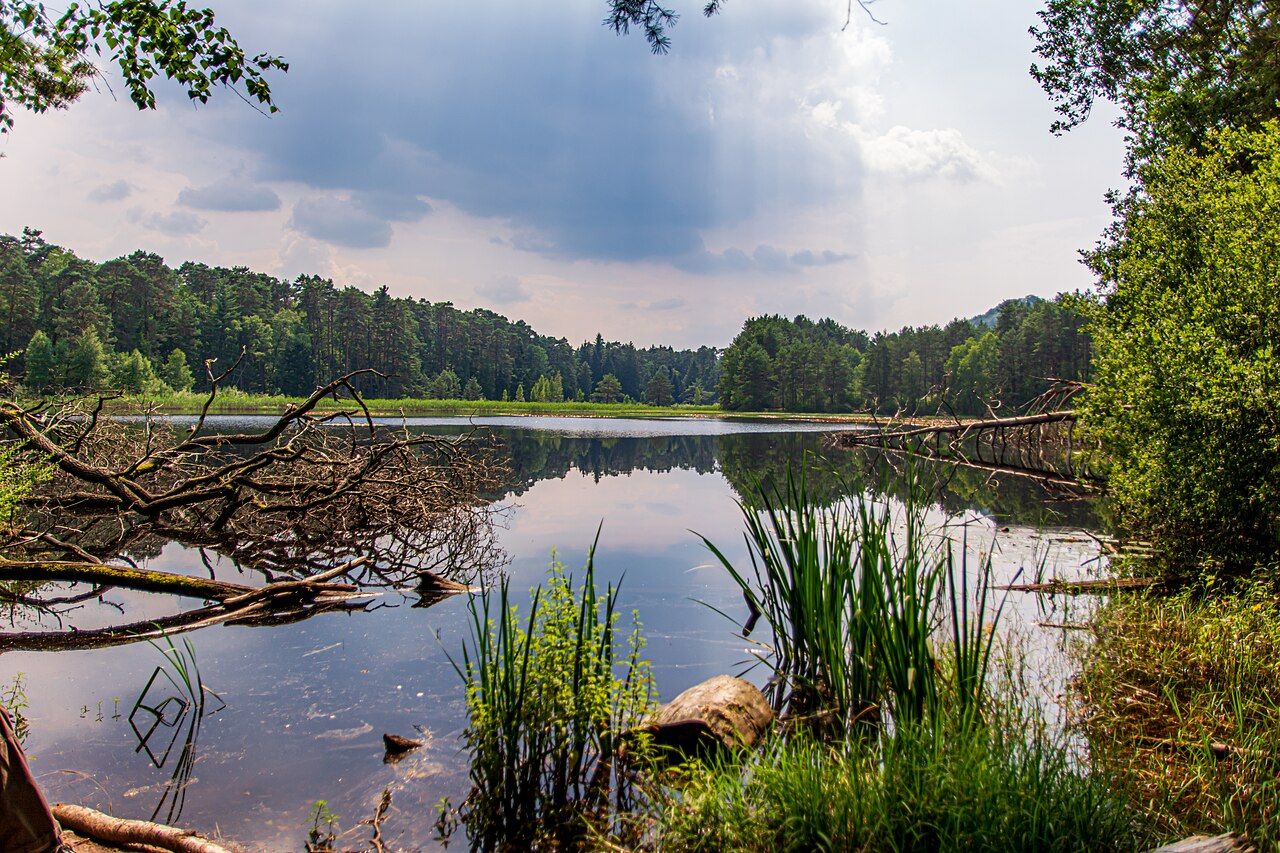 Pfälzerwoog