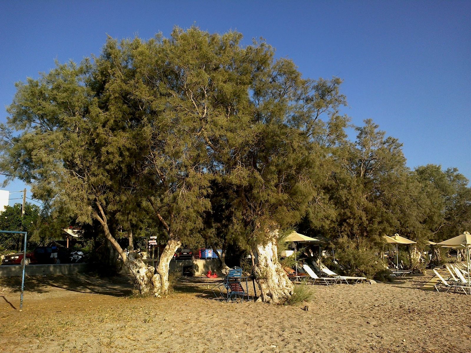 Papikinou