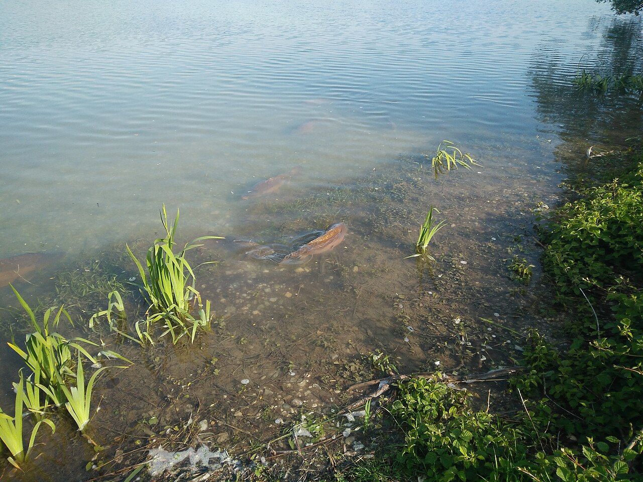 Fasaneriesee