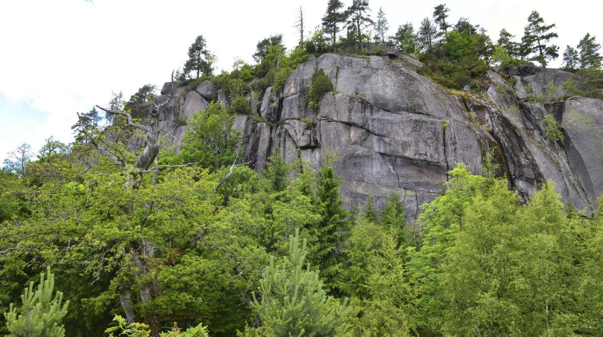 Røysa naturreservat