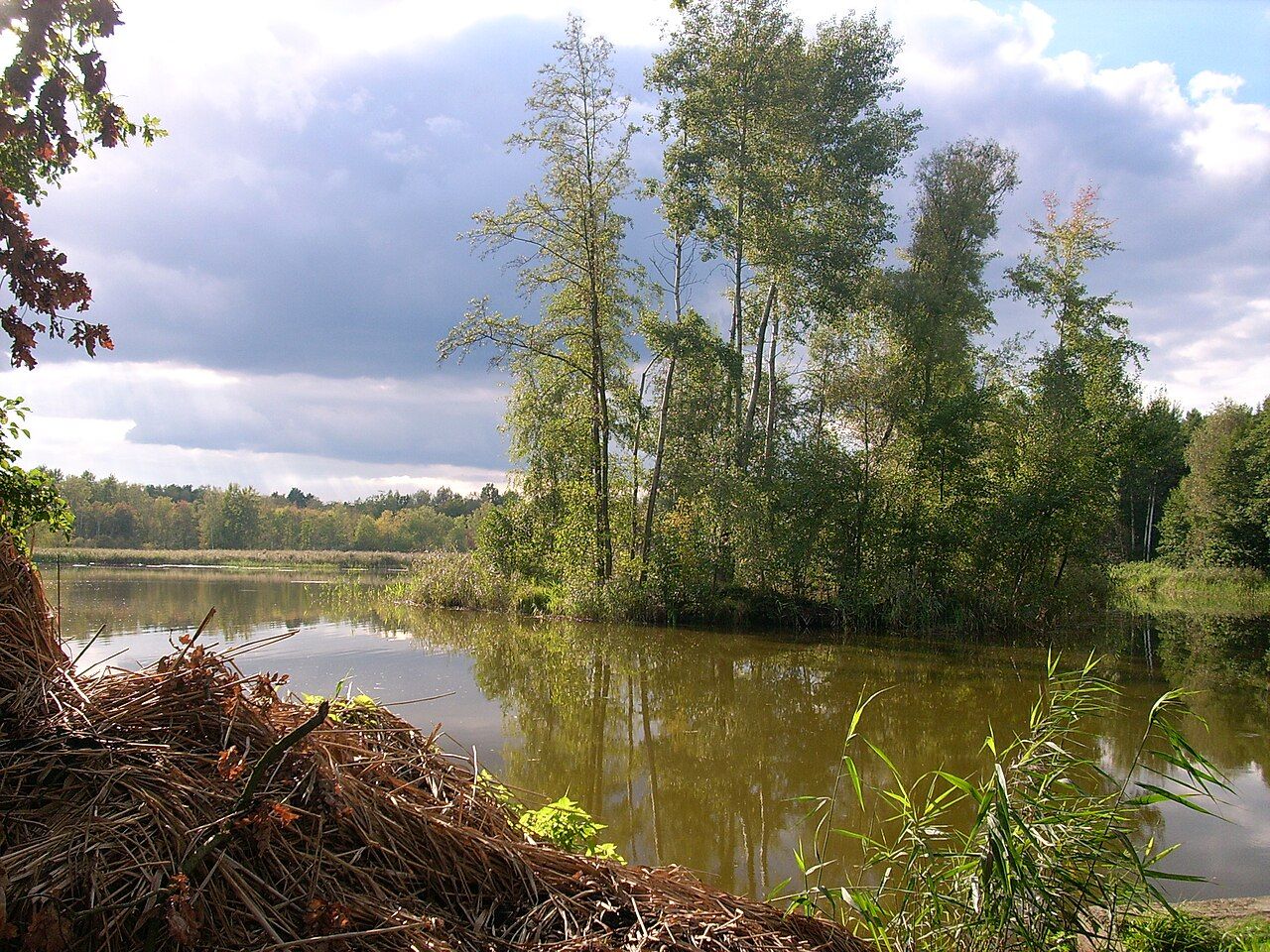 Dubringer Moor