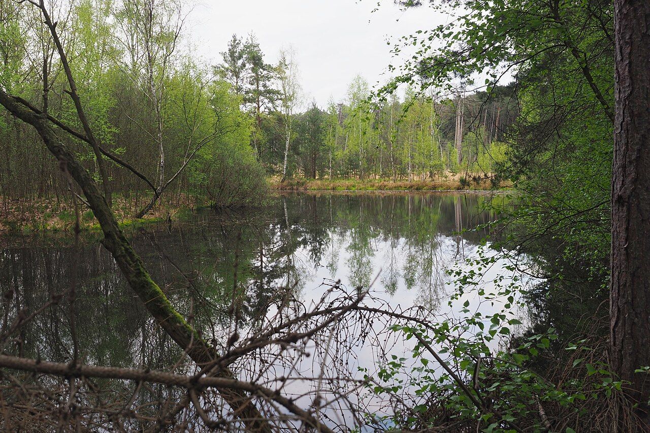Moorwald am Pechfluss bei Medingen