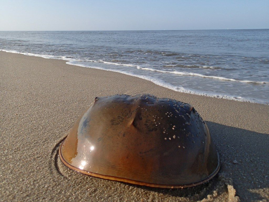 Plage US-NE