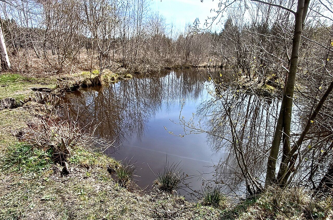 Rote Kouhl