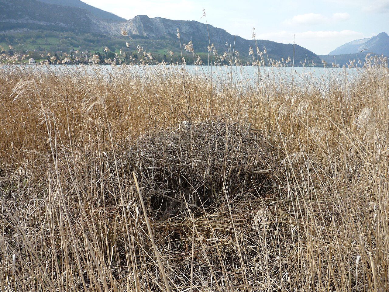 Réserve naturelle du Bout du lac d'Annecy