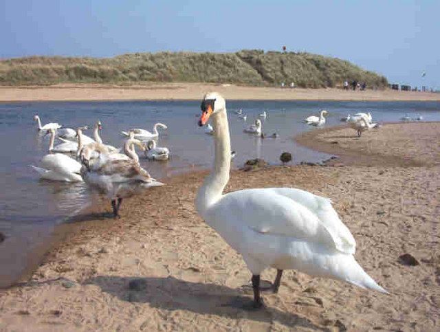 Plage GB-EXT