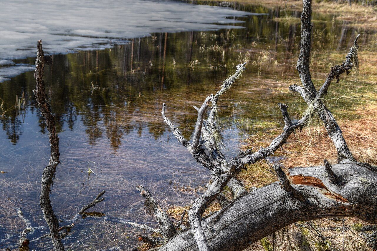 Billtjärns urskog