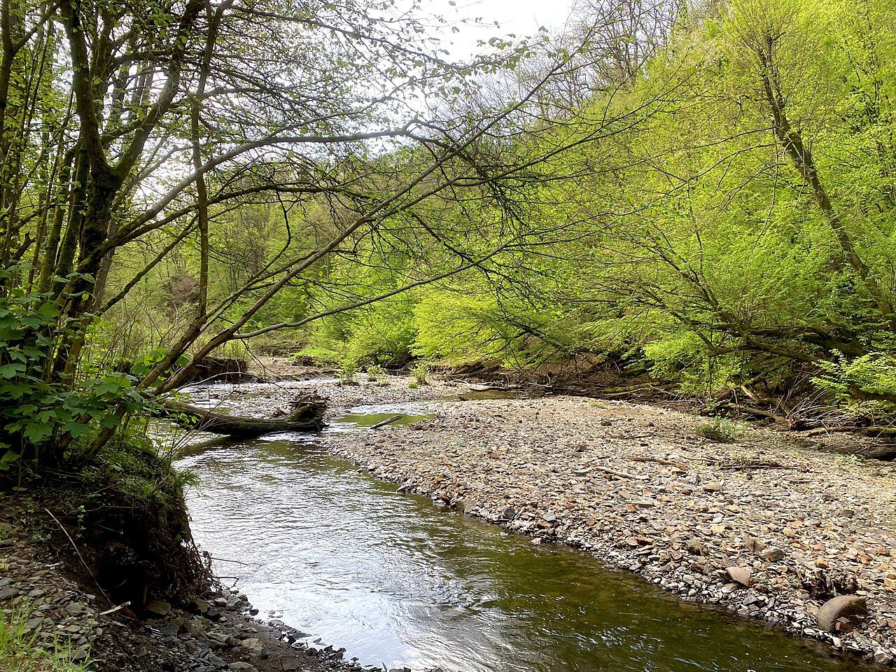Erlenauwald bei Kellershammer