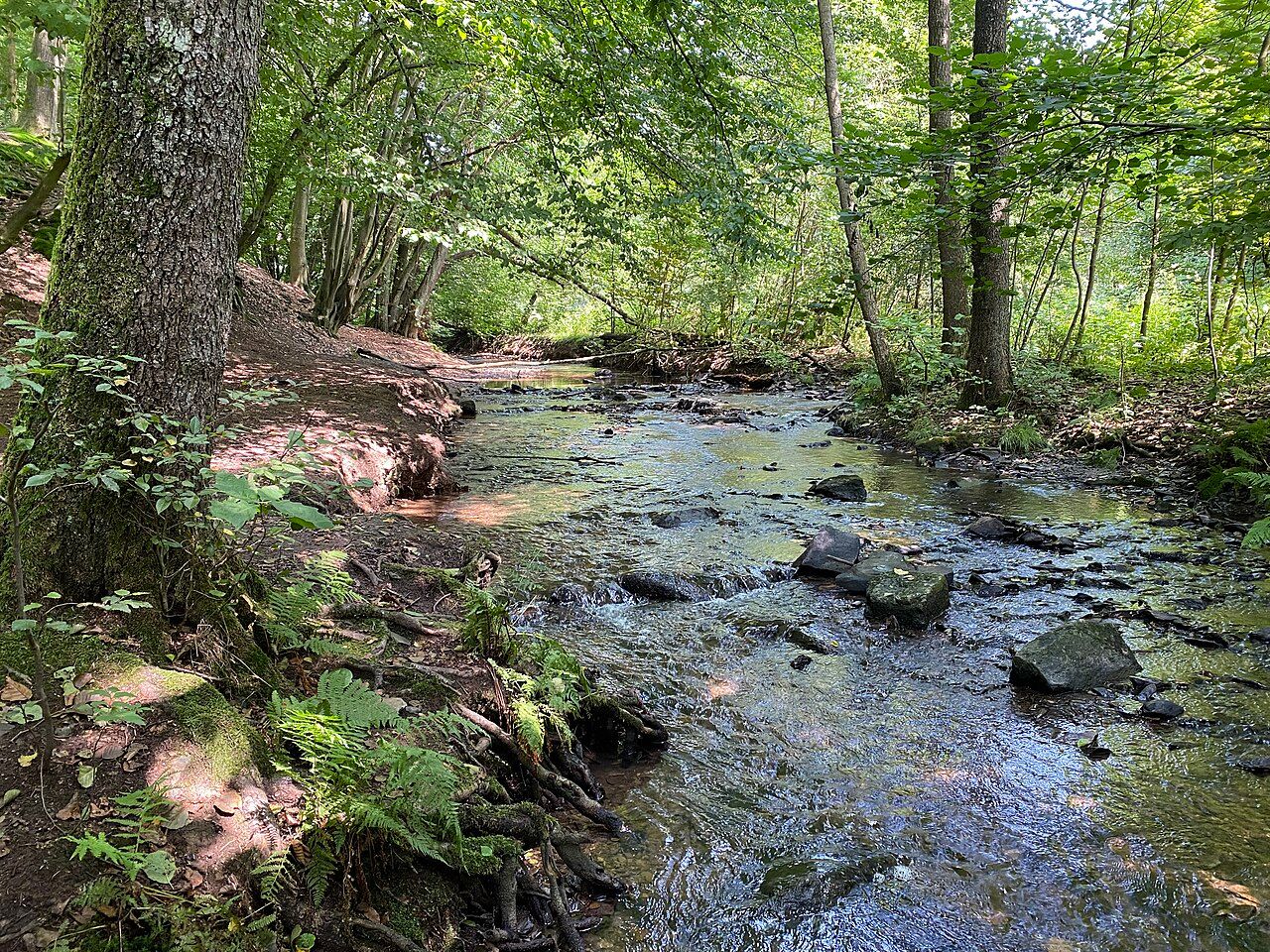 Diepmannsbachtal und Seitenbäche