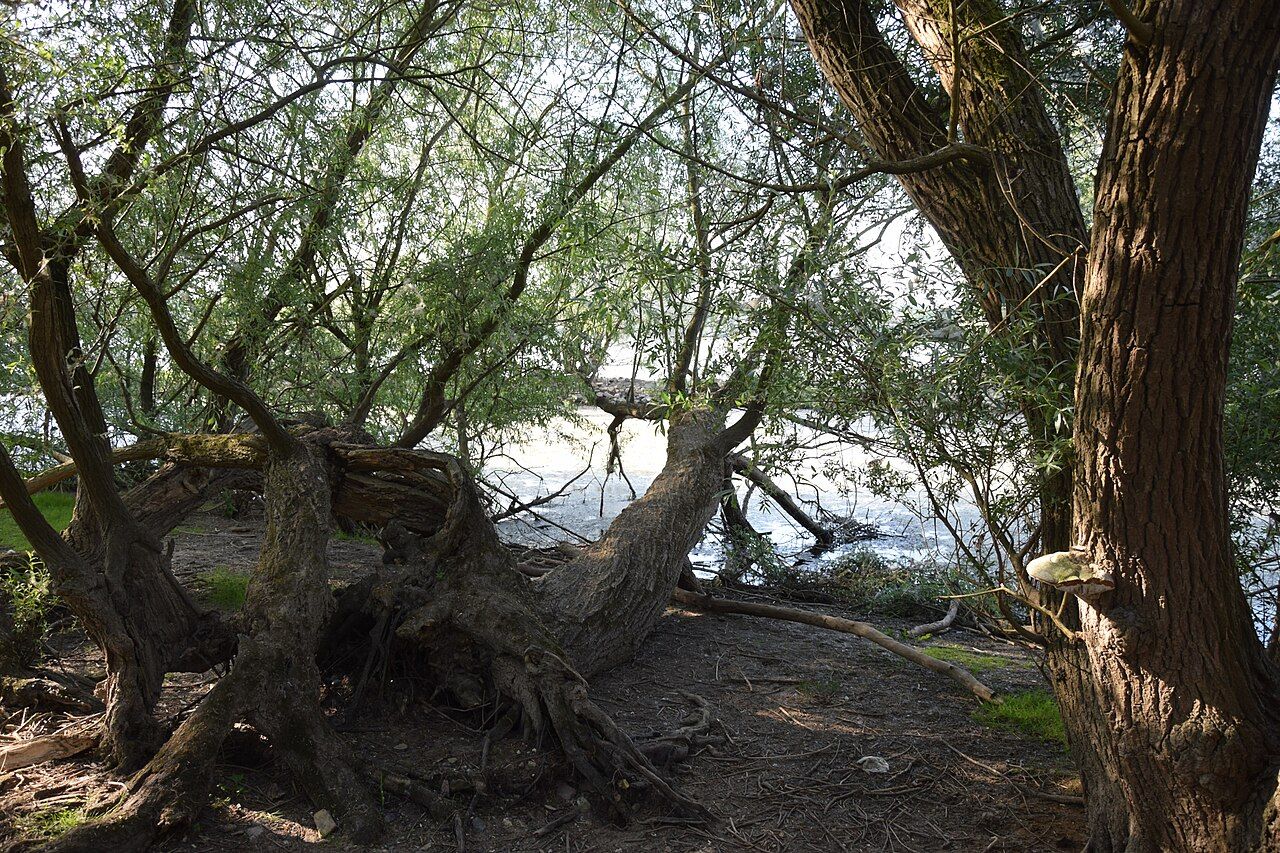 Niederwallufer Bucht