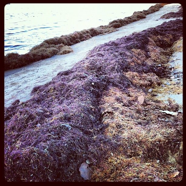 Plage AU-E