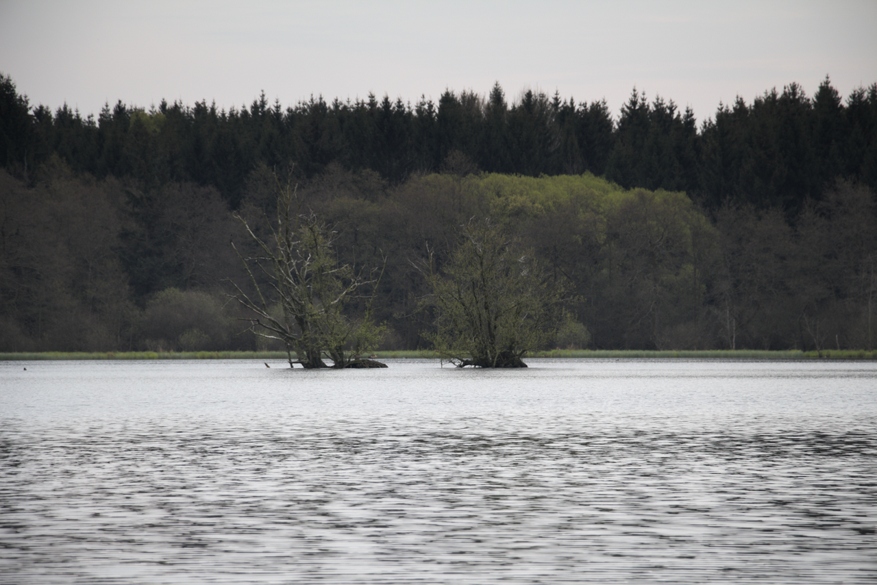 Rothenbachteich