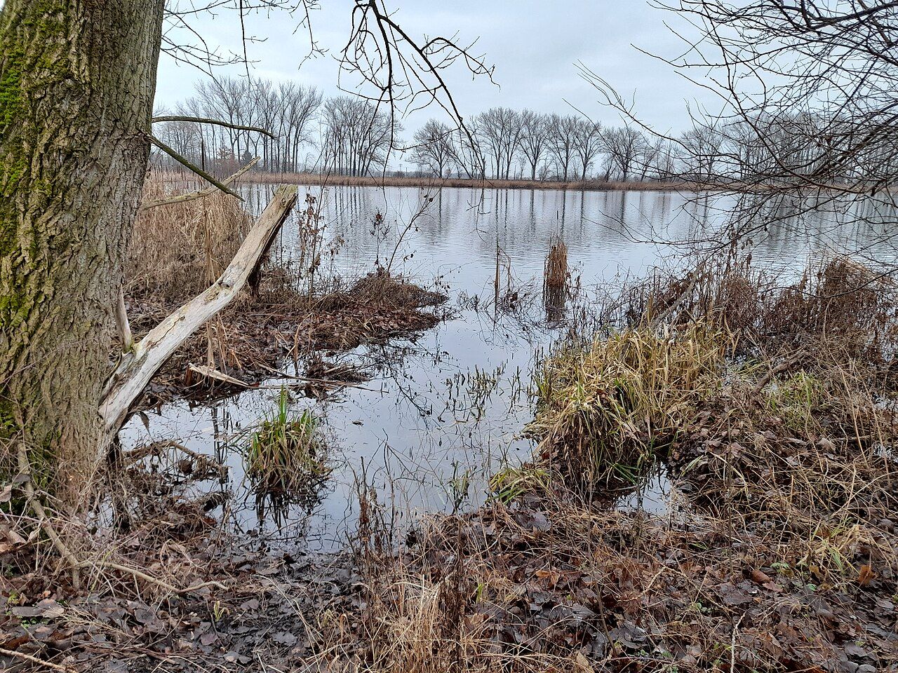 Cösitzer Teich