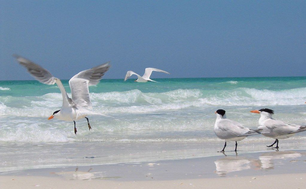 Lido Fly Beach