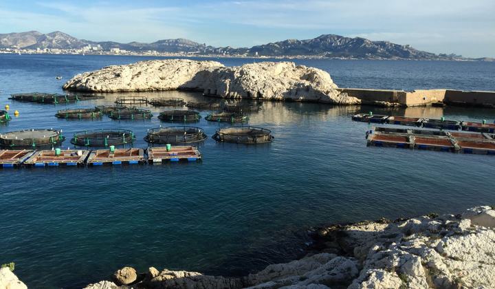 Port de Pomègues