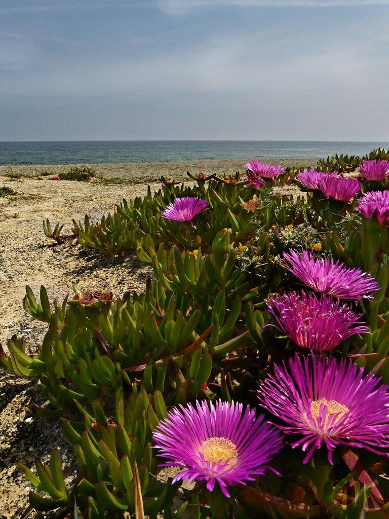 Playa de las Arenas