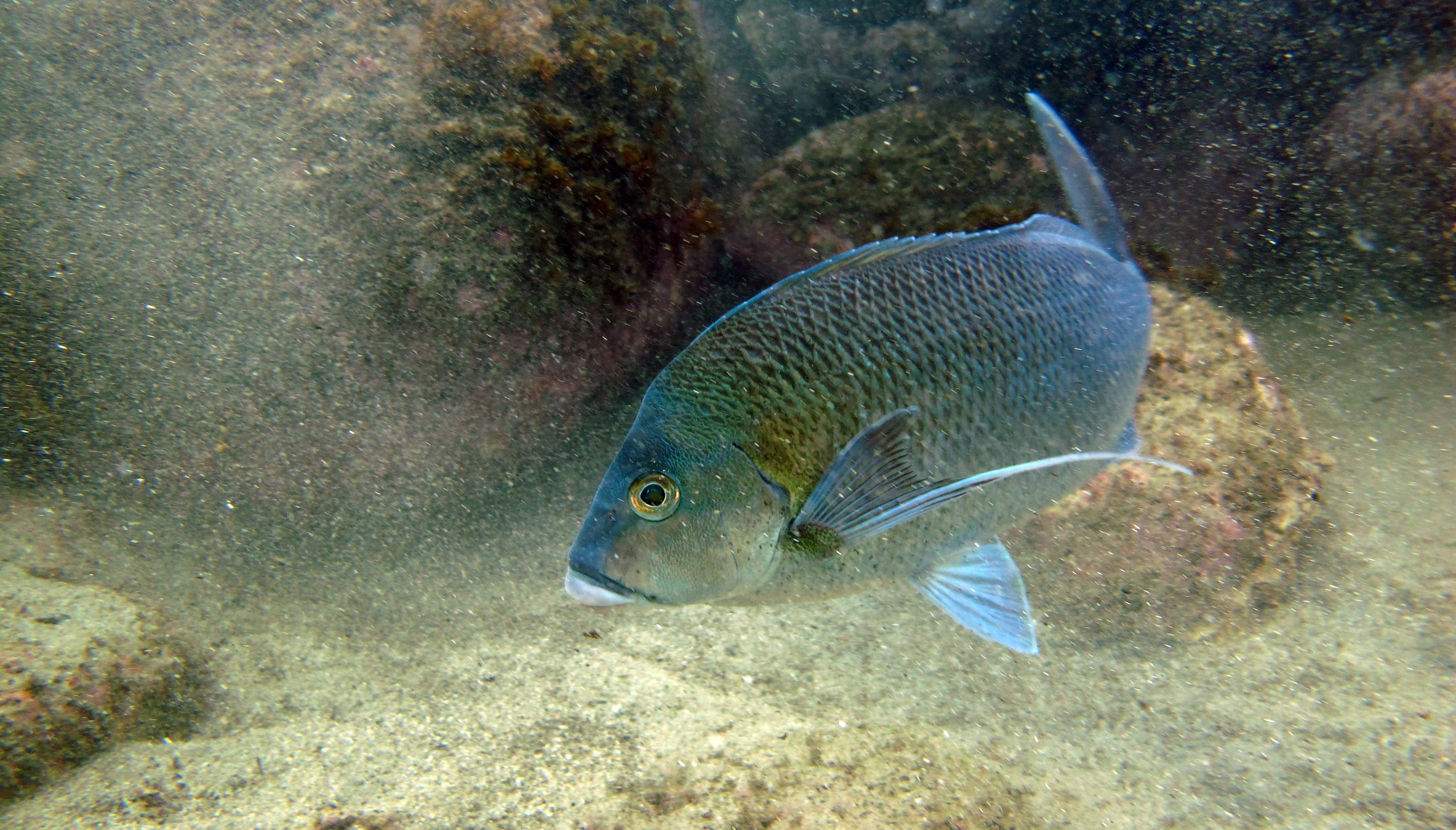 Morwong Beach