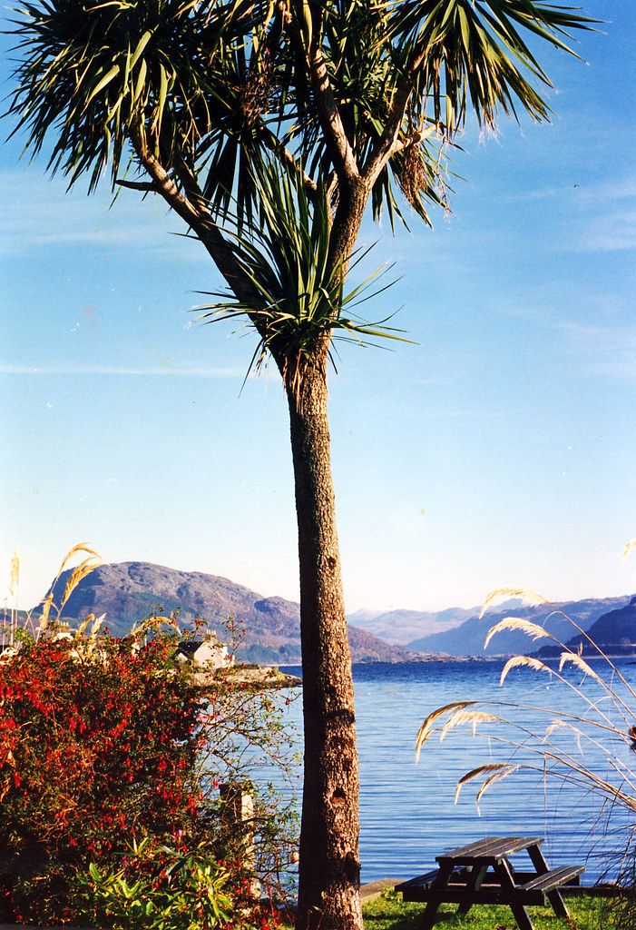 Cabbage Tree Beach