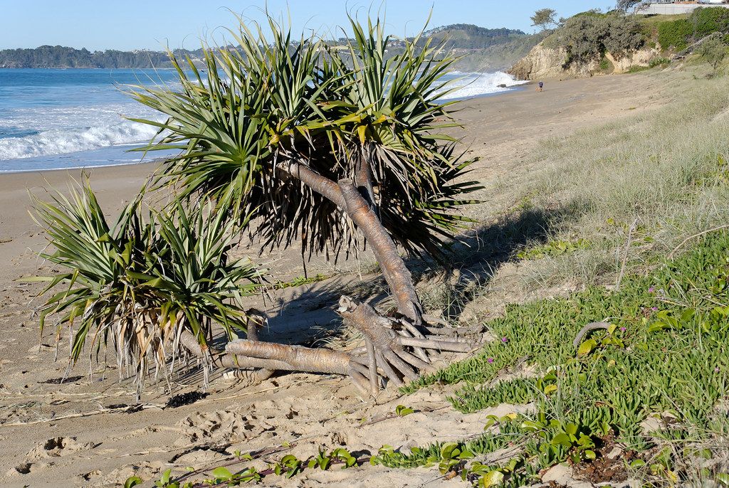 Campbells Beach