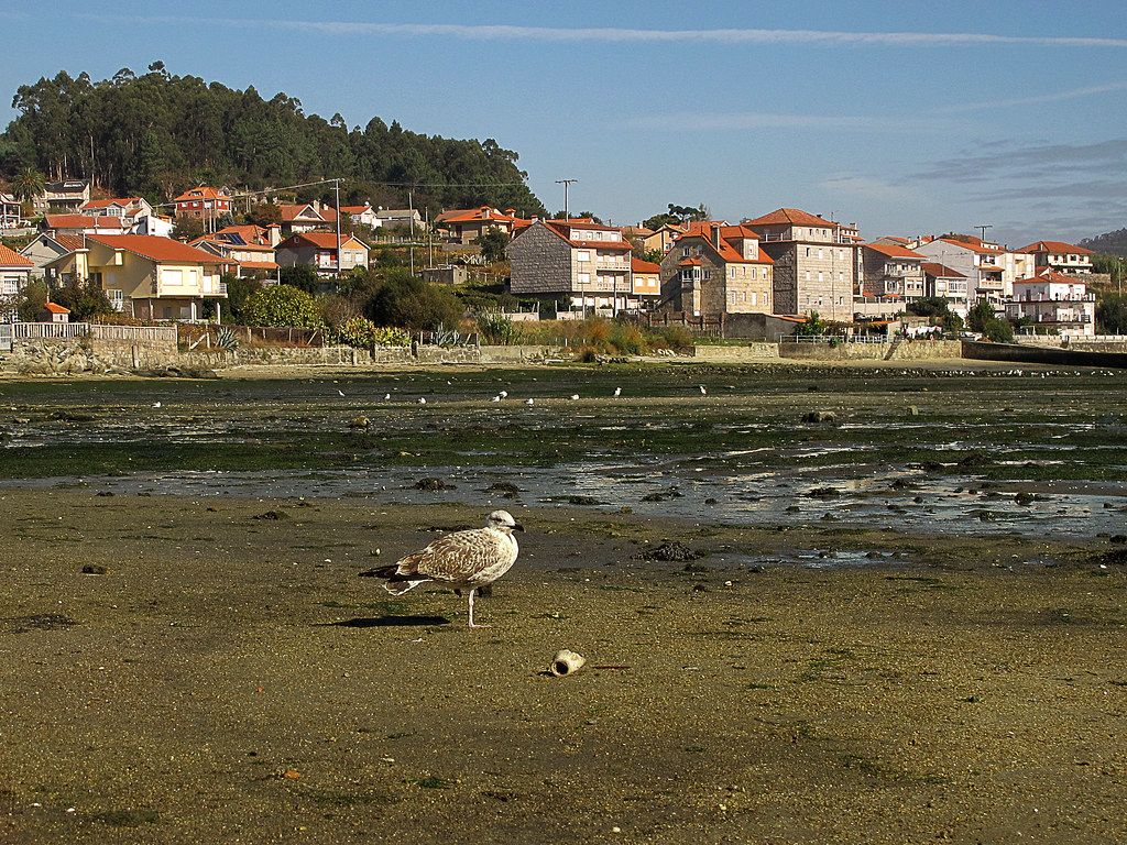 La Gaviota