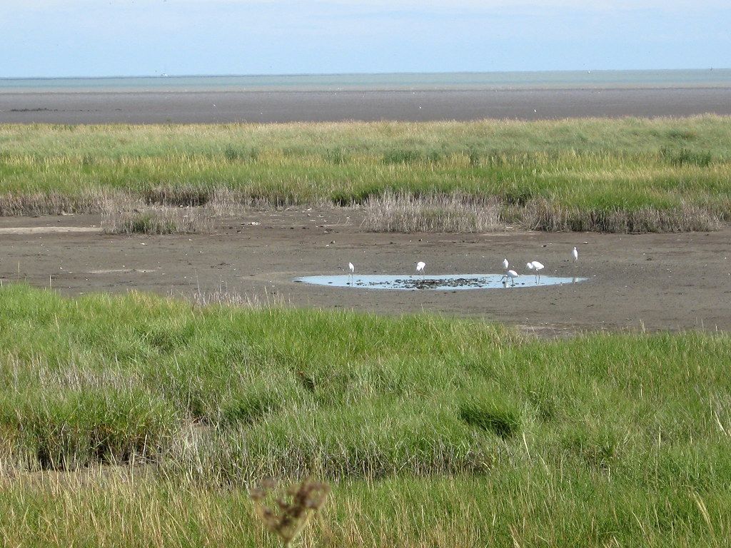 Sandwich and Pegwell Bay