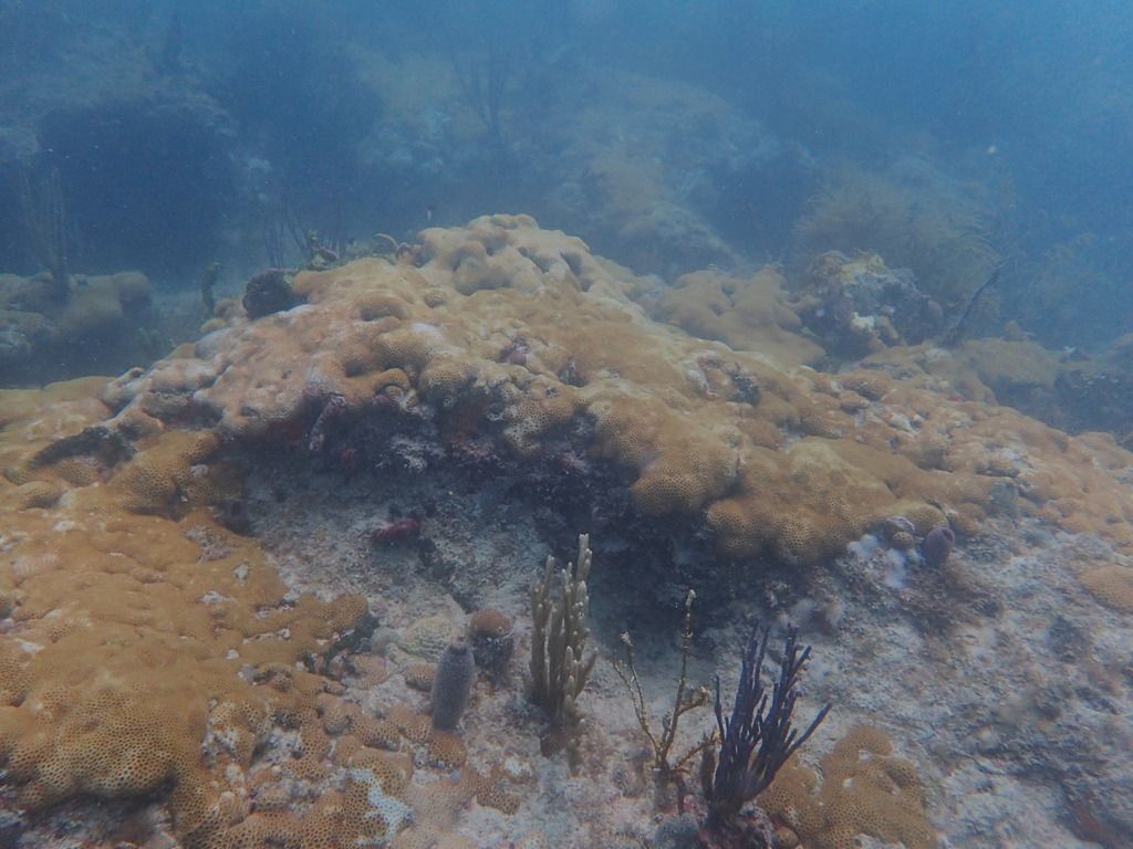 Emerald Reef