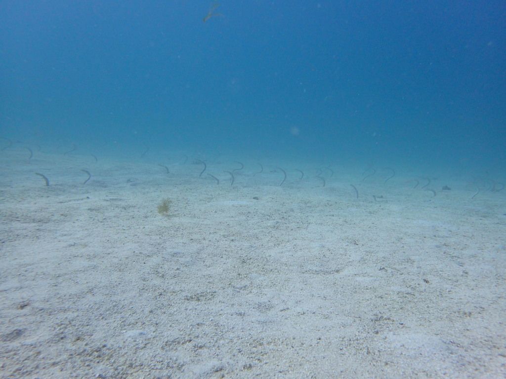 Swanee Reef