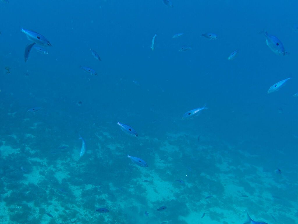 La calanque du Pouar