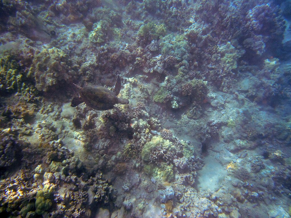 Reef's End